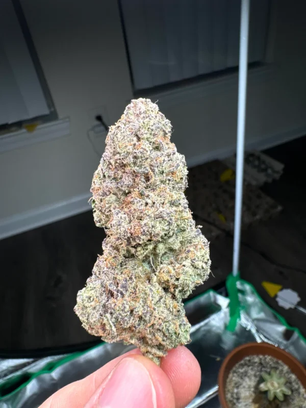 weed pics