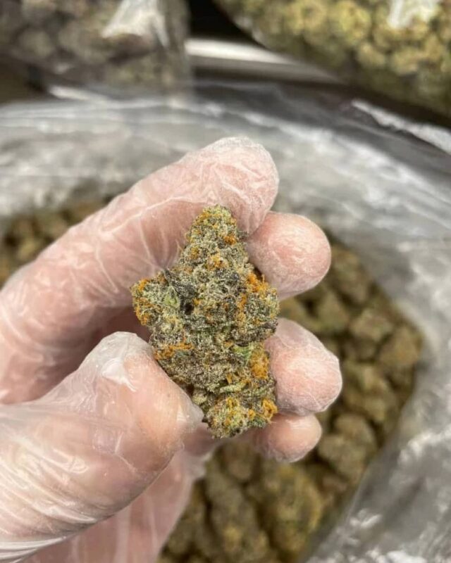 blue cheese strain