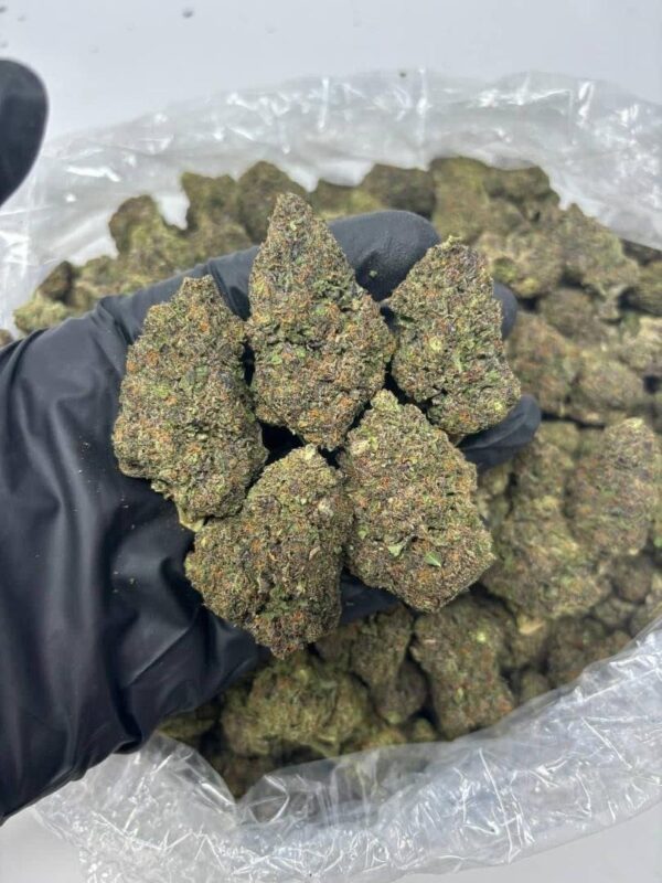 buy auto mimosa seeds