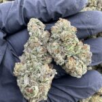 Headbanger OG Strain