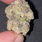 Buy Biscoff Strain online